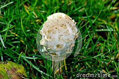 Egg-shaped Shaggy Mane Mushroom, Lewisville, WA, USA Stock Photo